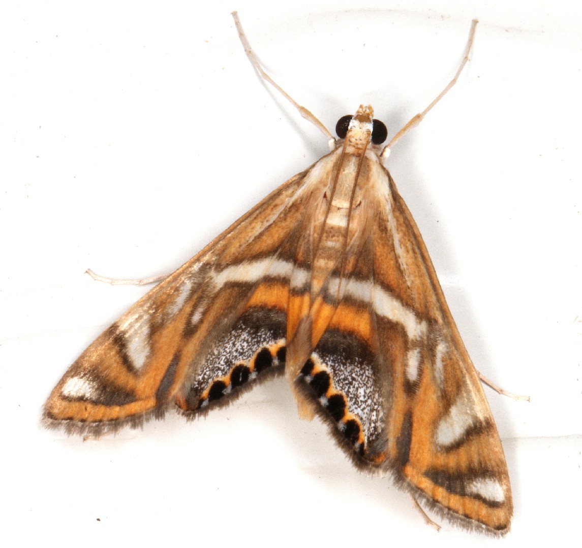 Margarosticha (Margarosticha)