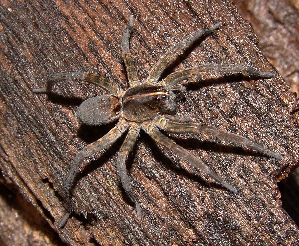 Пардоза безумная (Pardosa amentata) - Picture Insect