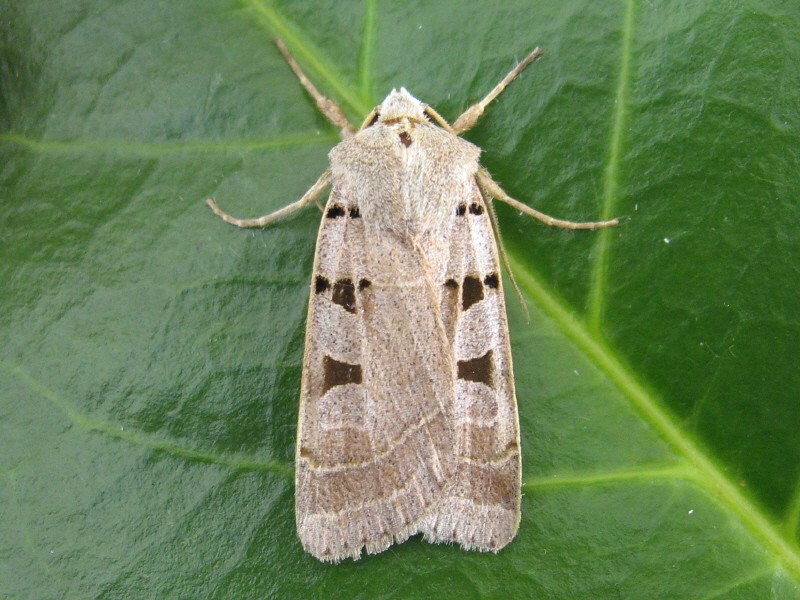 Eugnorisma (Eugnorisma)