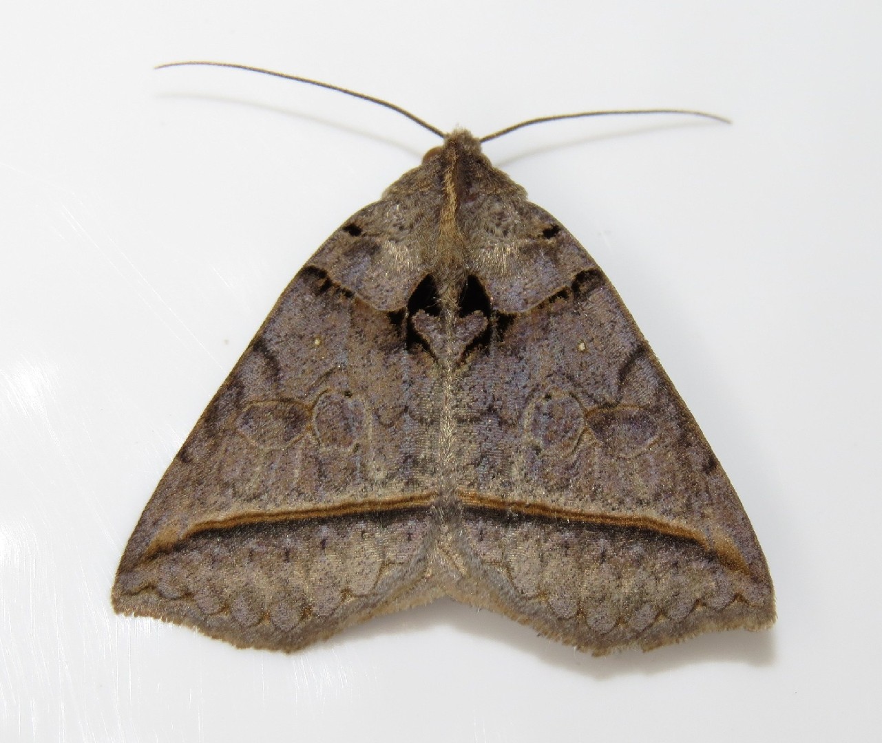 Celiptera (Celiptera)