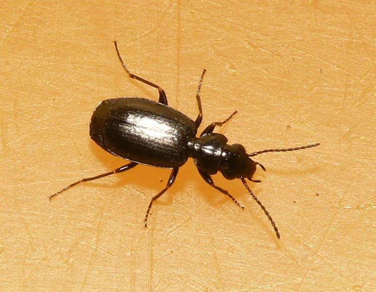 Syntomus (Syntomus) Picture Insect