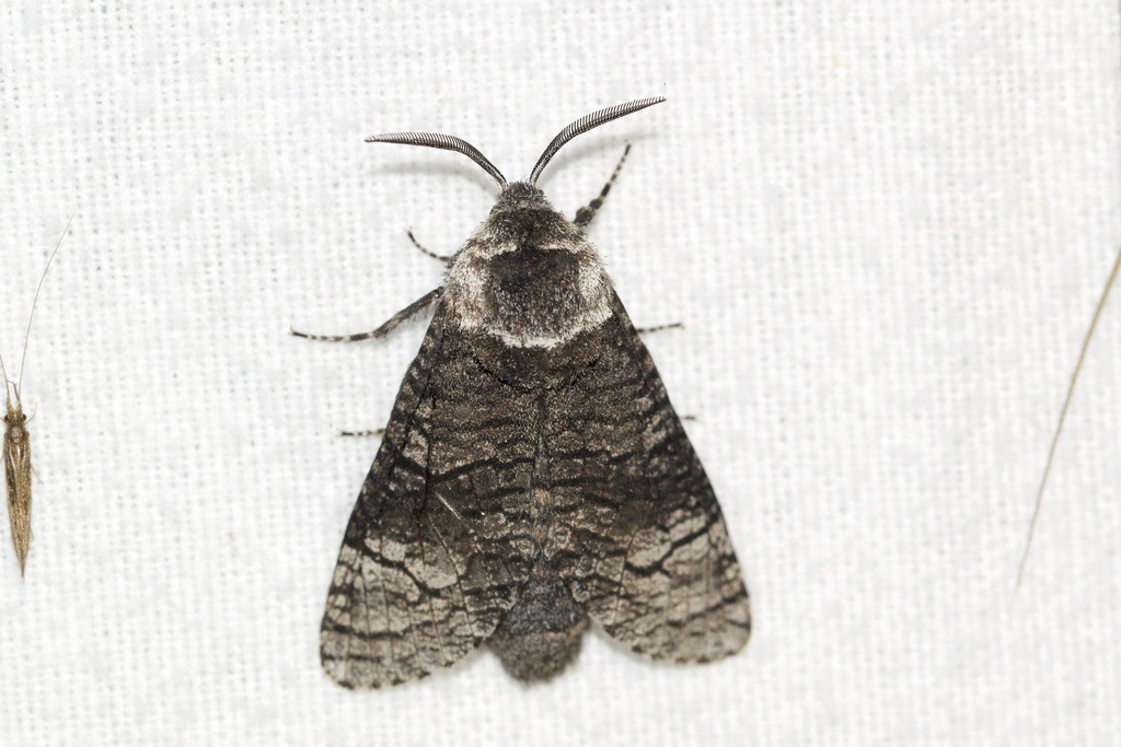 Acossus (Acossus)