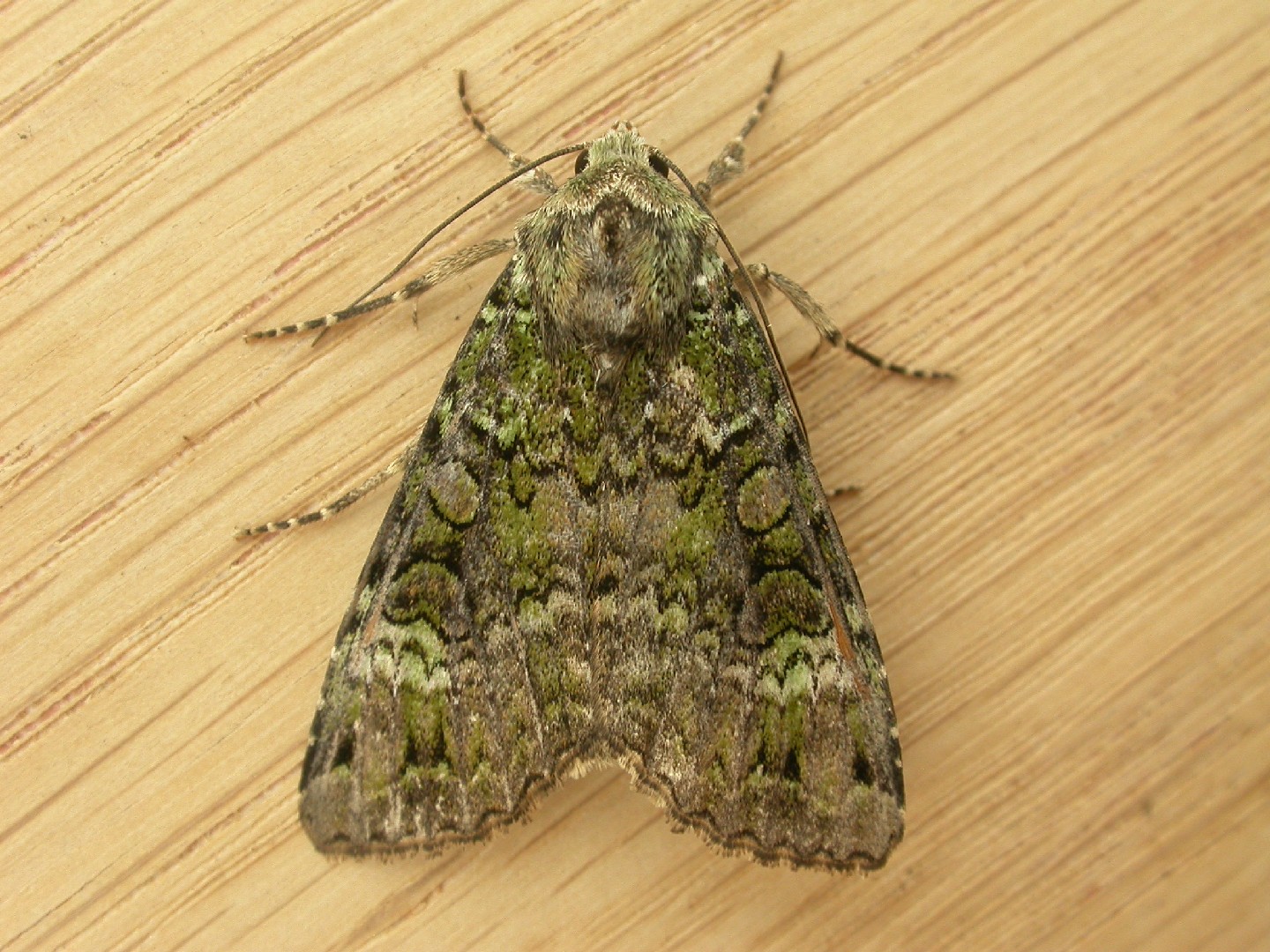 Anaplectoides (Anaplectoides)