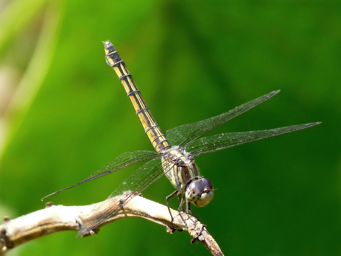 Yellow-tailed ashy skimmer