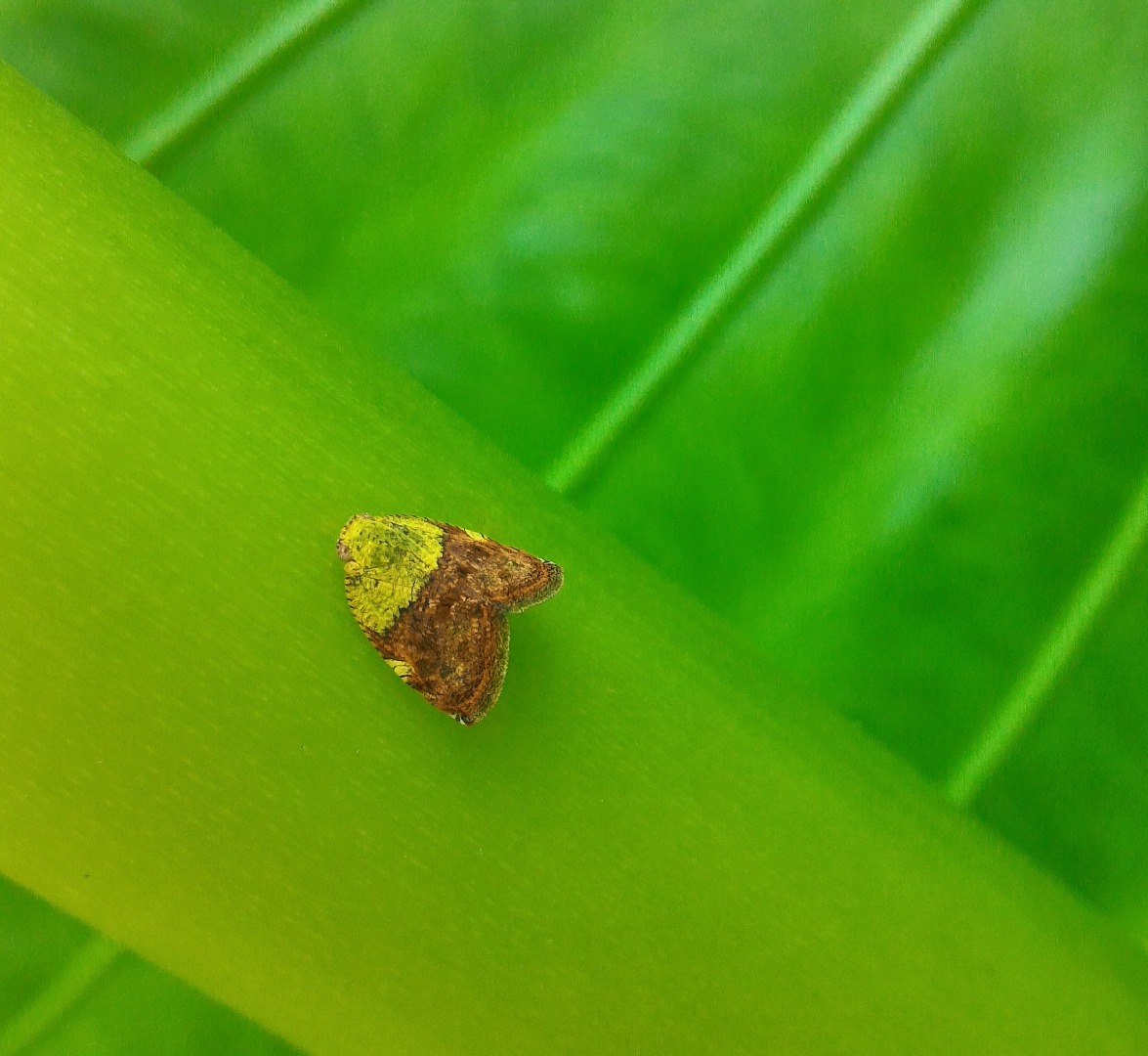 Ricanula (Ricanula)