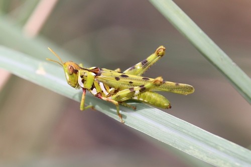 Bootettix (Bootettix)