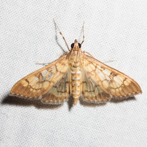 Mimorista (Mimorista)