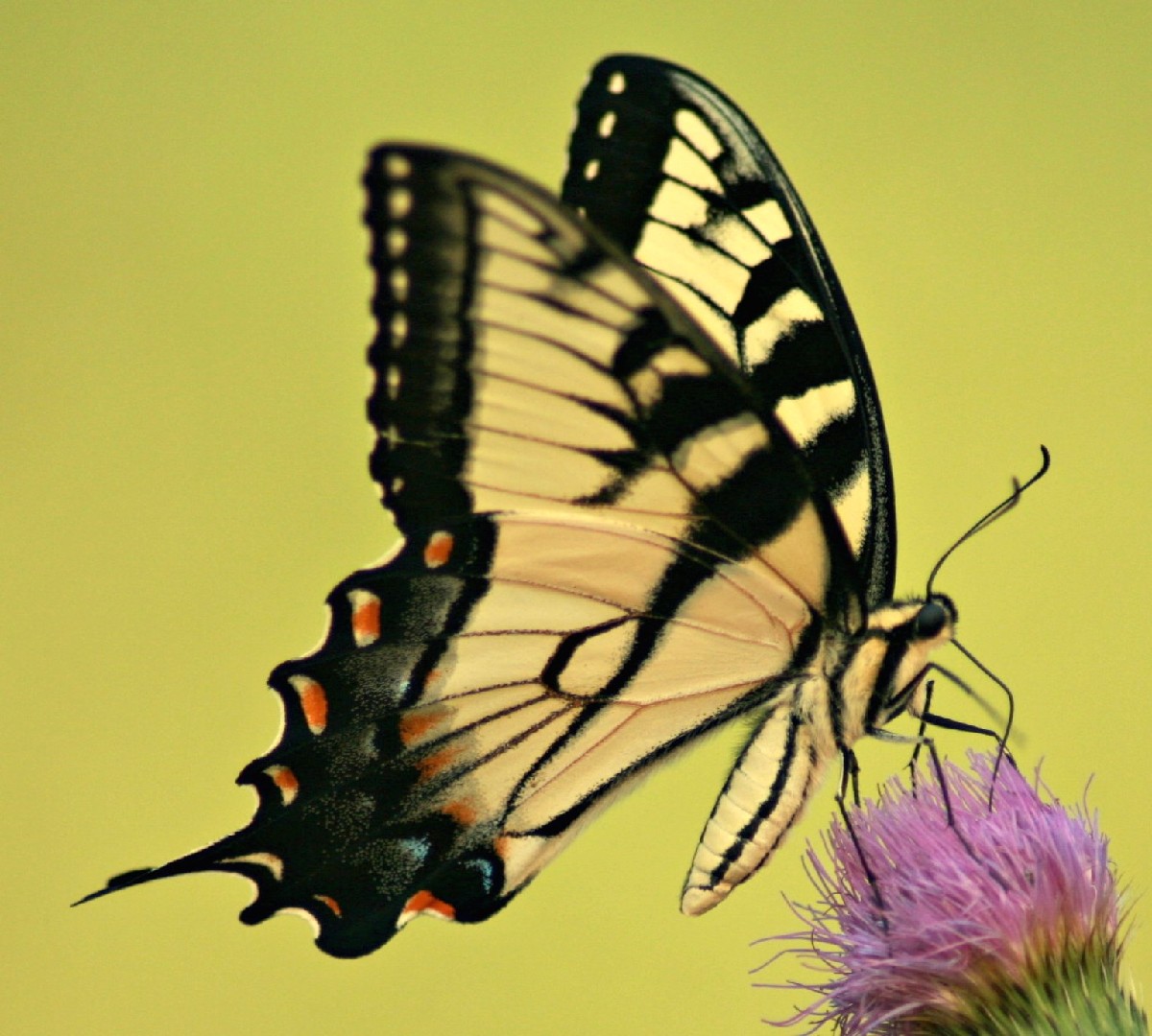Papilio glaucus (Papilio glaucus)