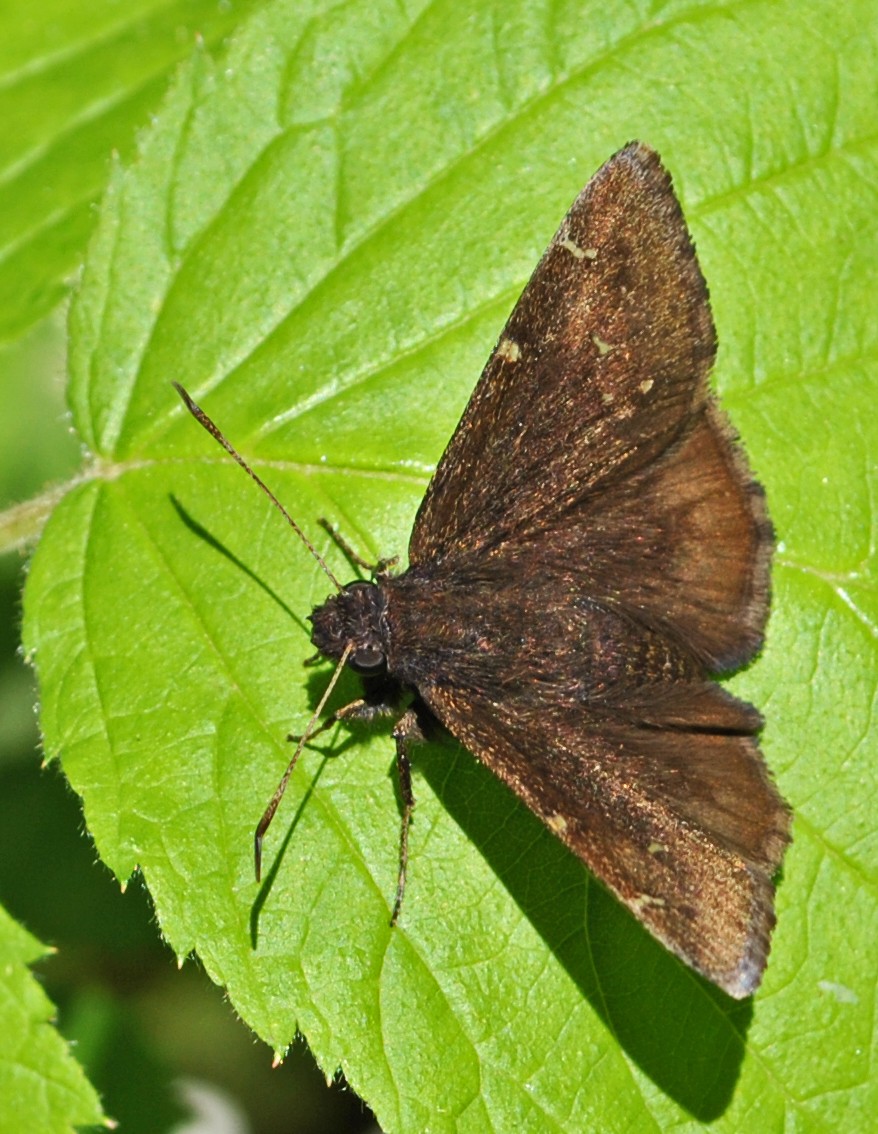 Northern cloudy wing