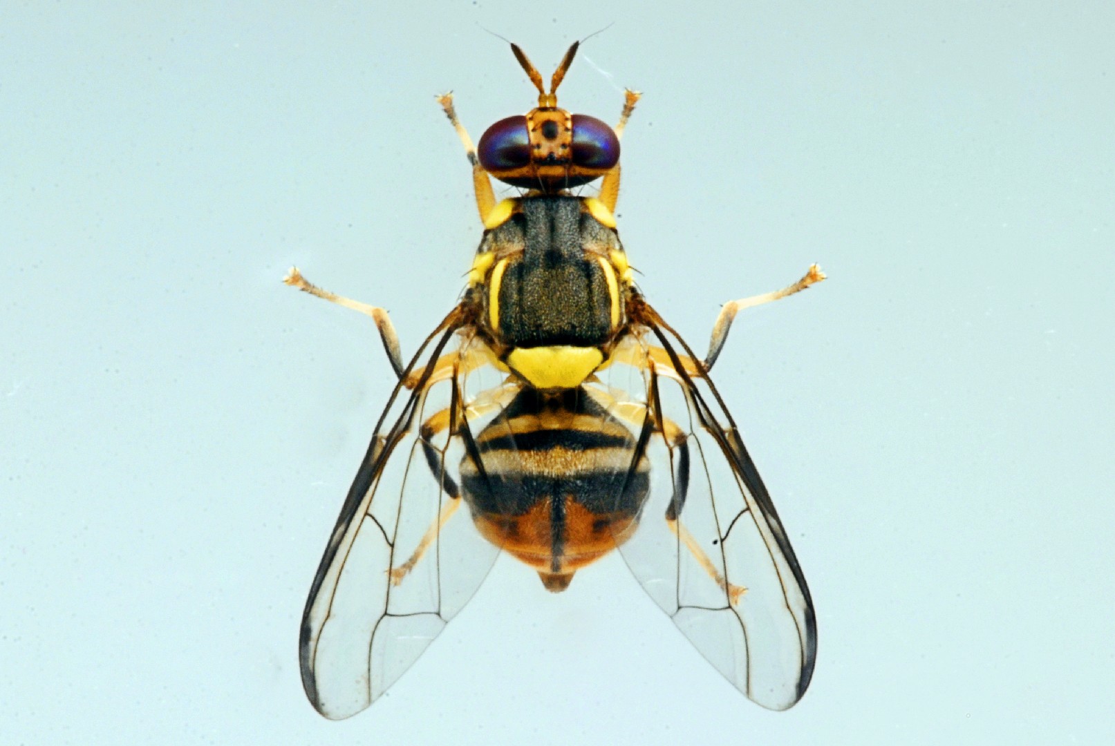 Bactrocera (Bactrocera)