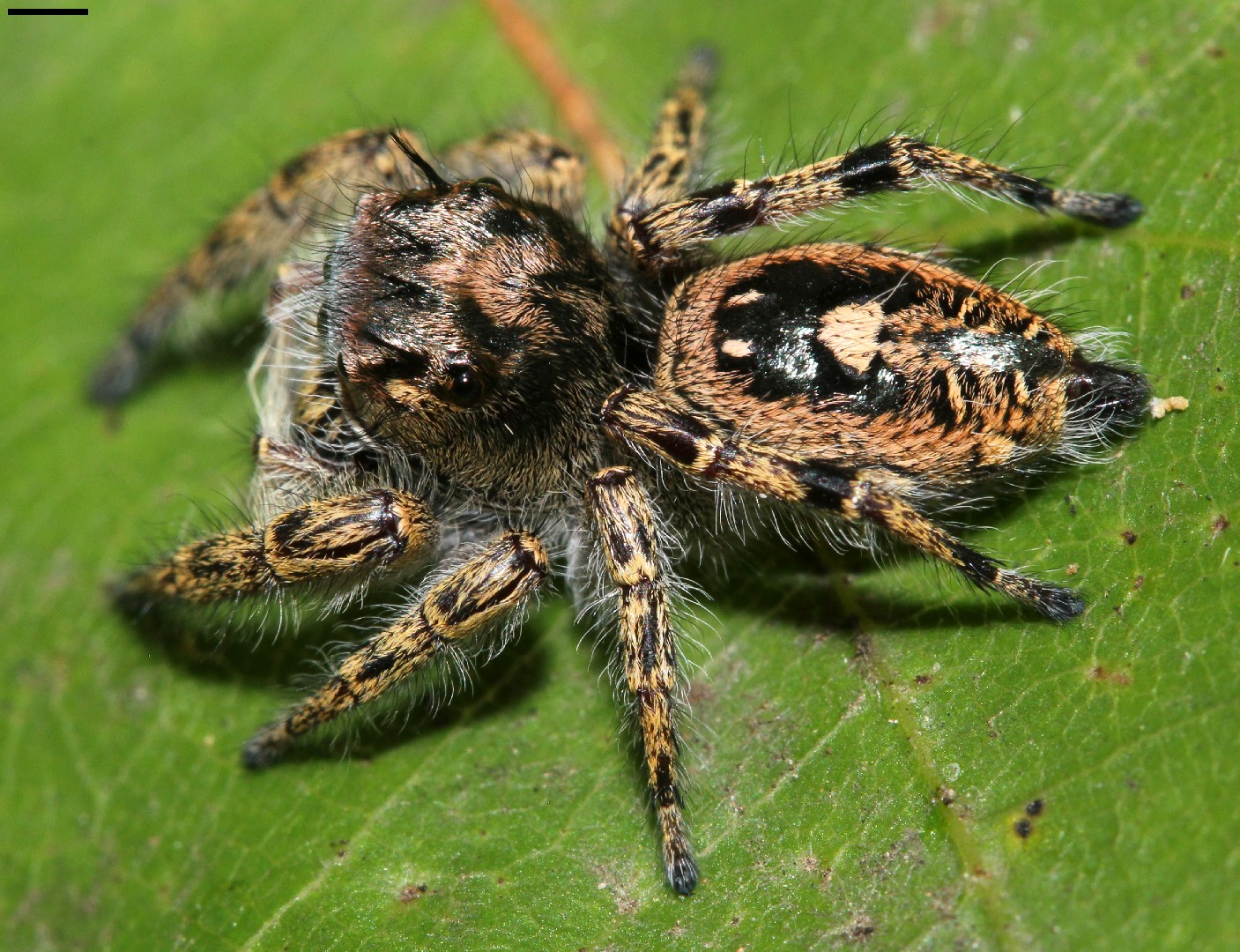 A Jumping Spider (Phidippus putnami)