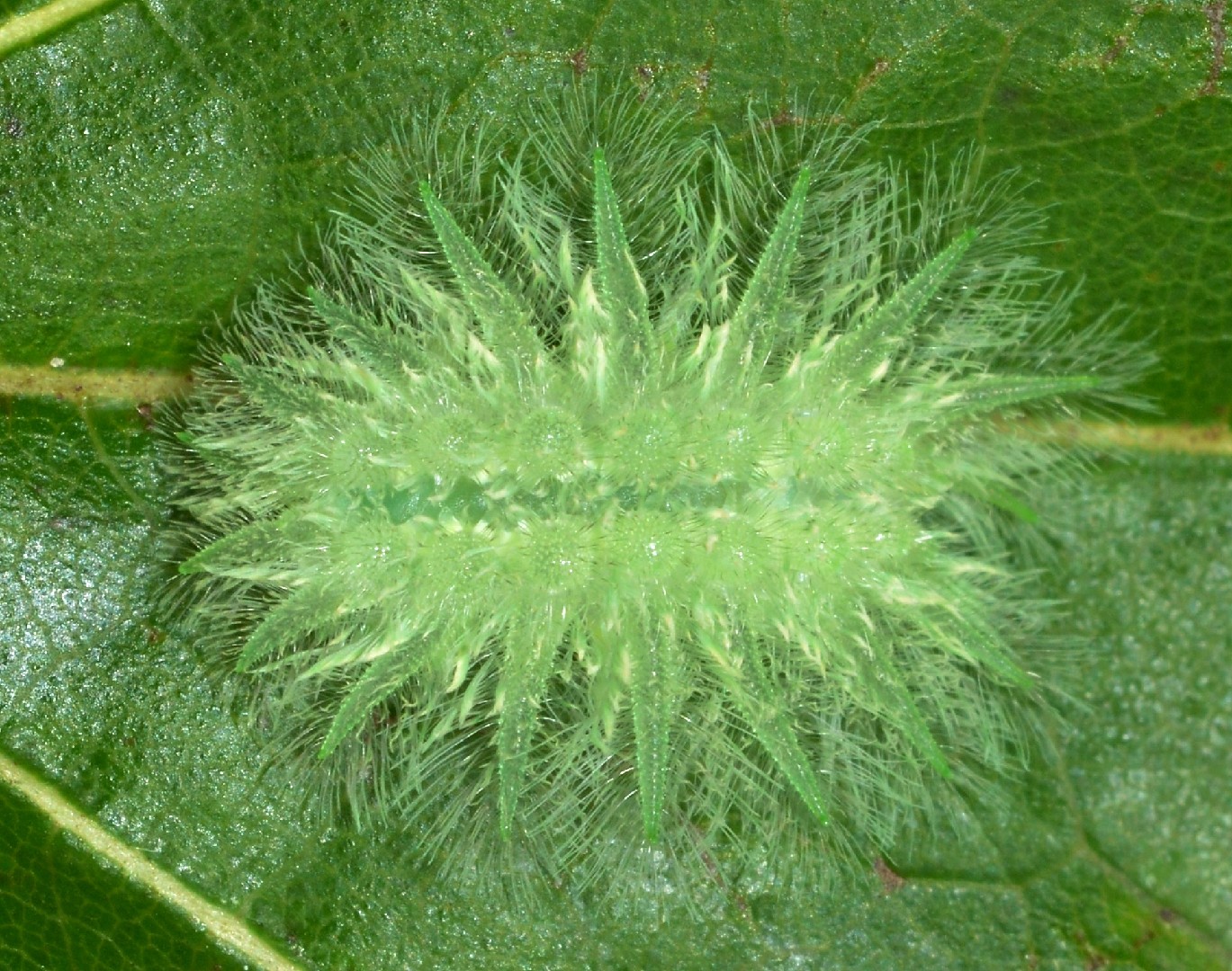 Isochaetes (Isochaetes)