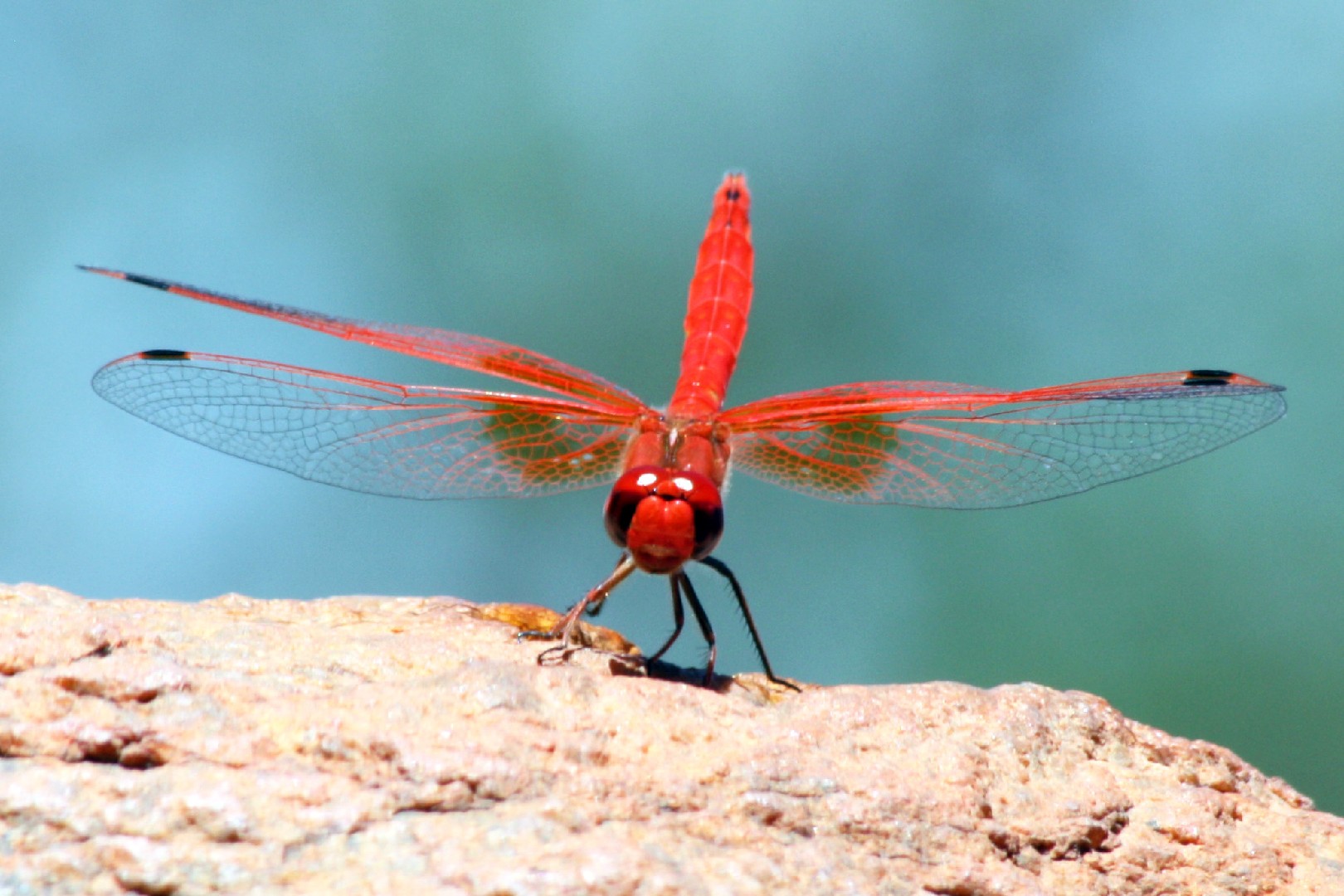 褐蜻屬 (Trithemis)