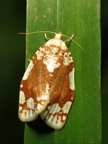 Argyrotaenia (Argyrotaenia)