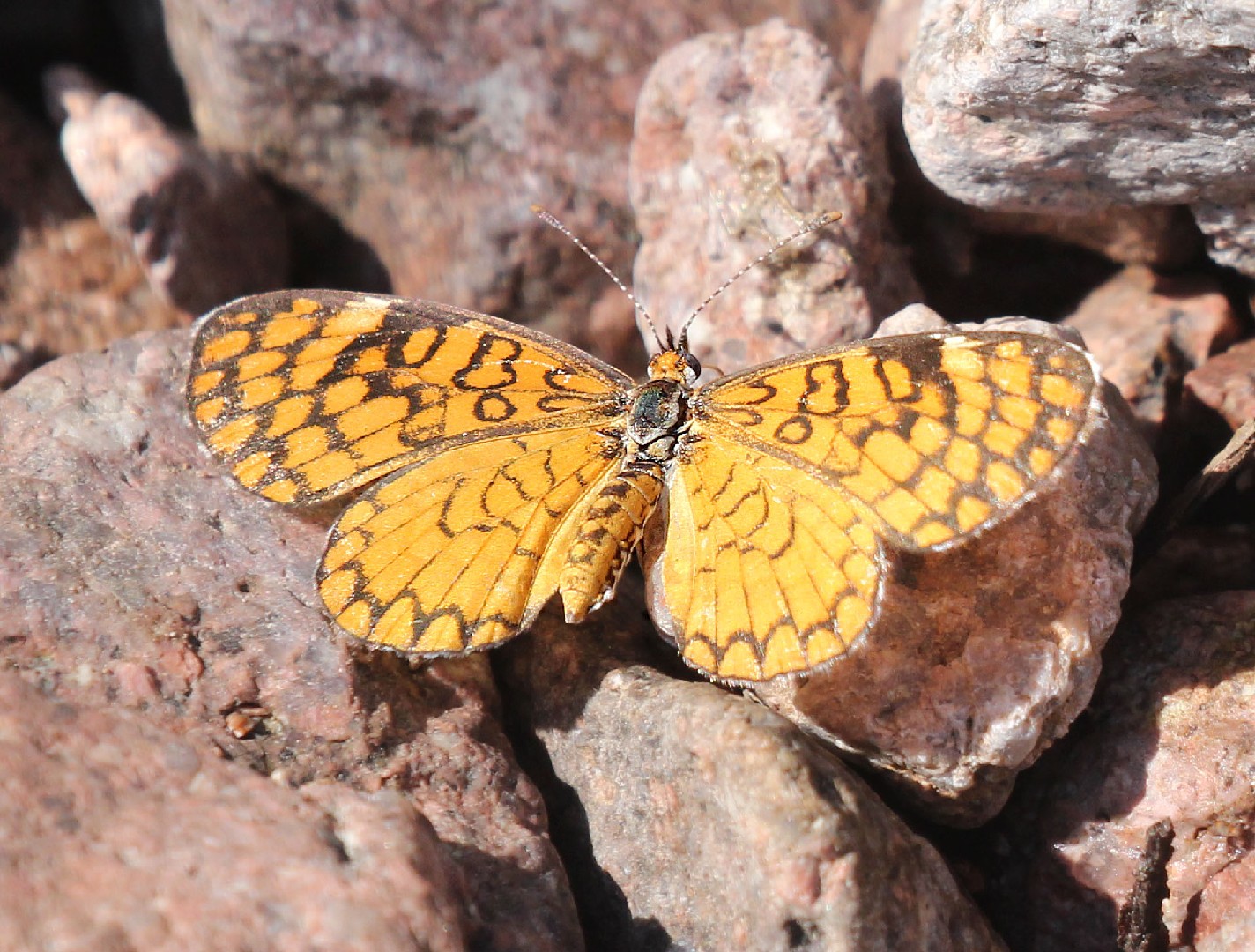 Tiny checkerspot