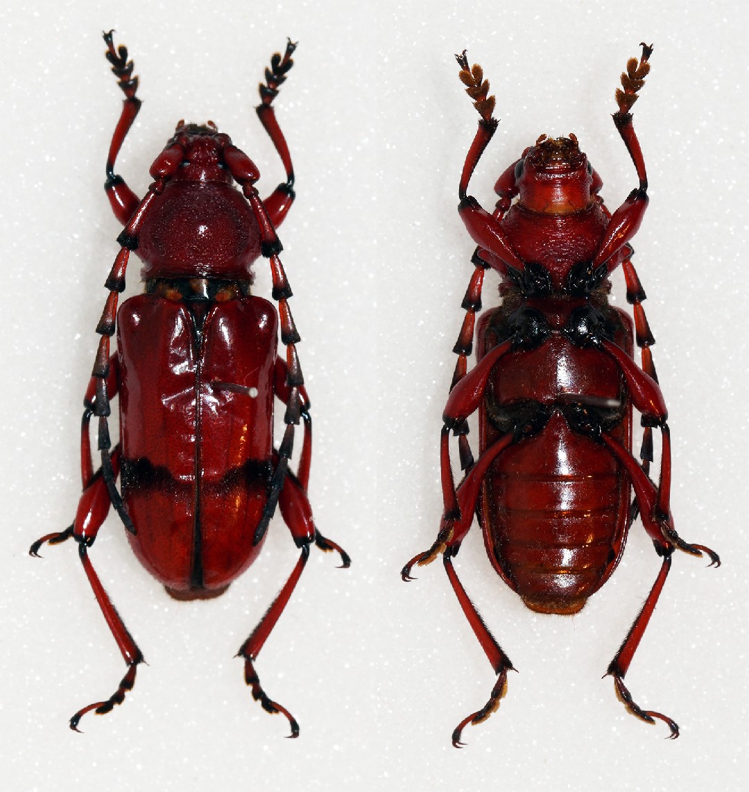 Dicelosternus (Dicelosternus)