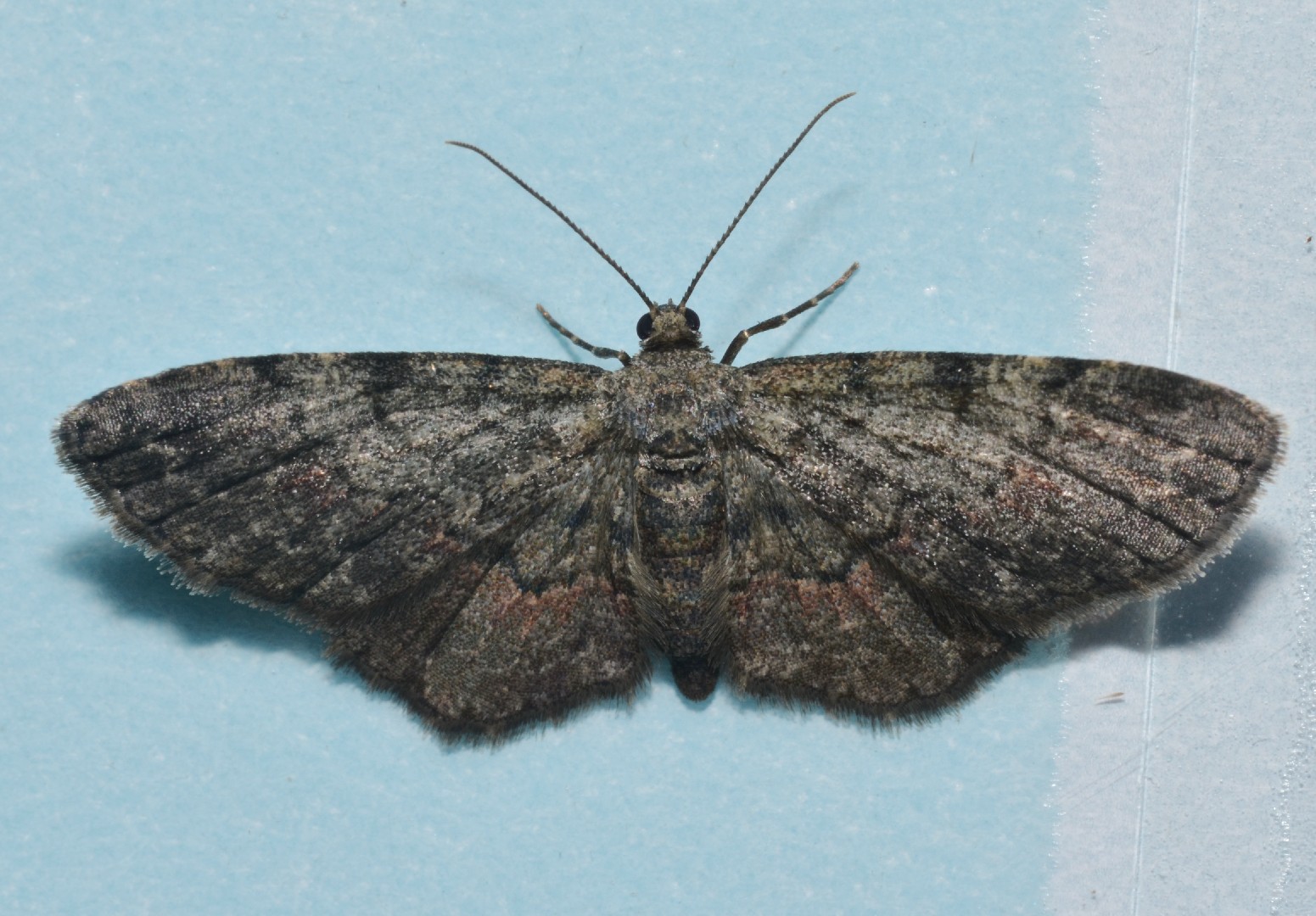 Glenoides (Glenoides)