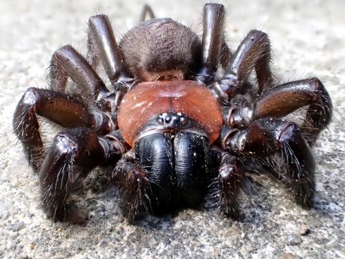 Tunnelweb spiders (Porrhothele)