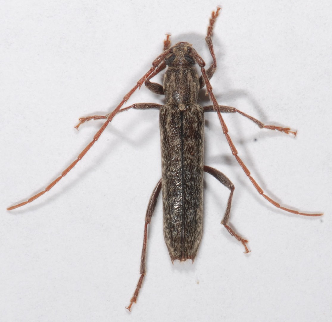 Anelaphus (Anelaphus)