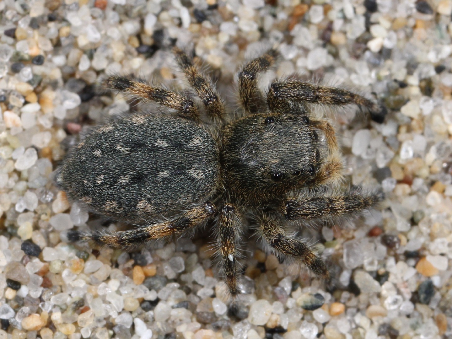 Discovering the Fascinating World of Jumping Spiders in Long Beach