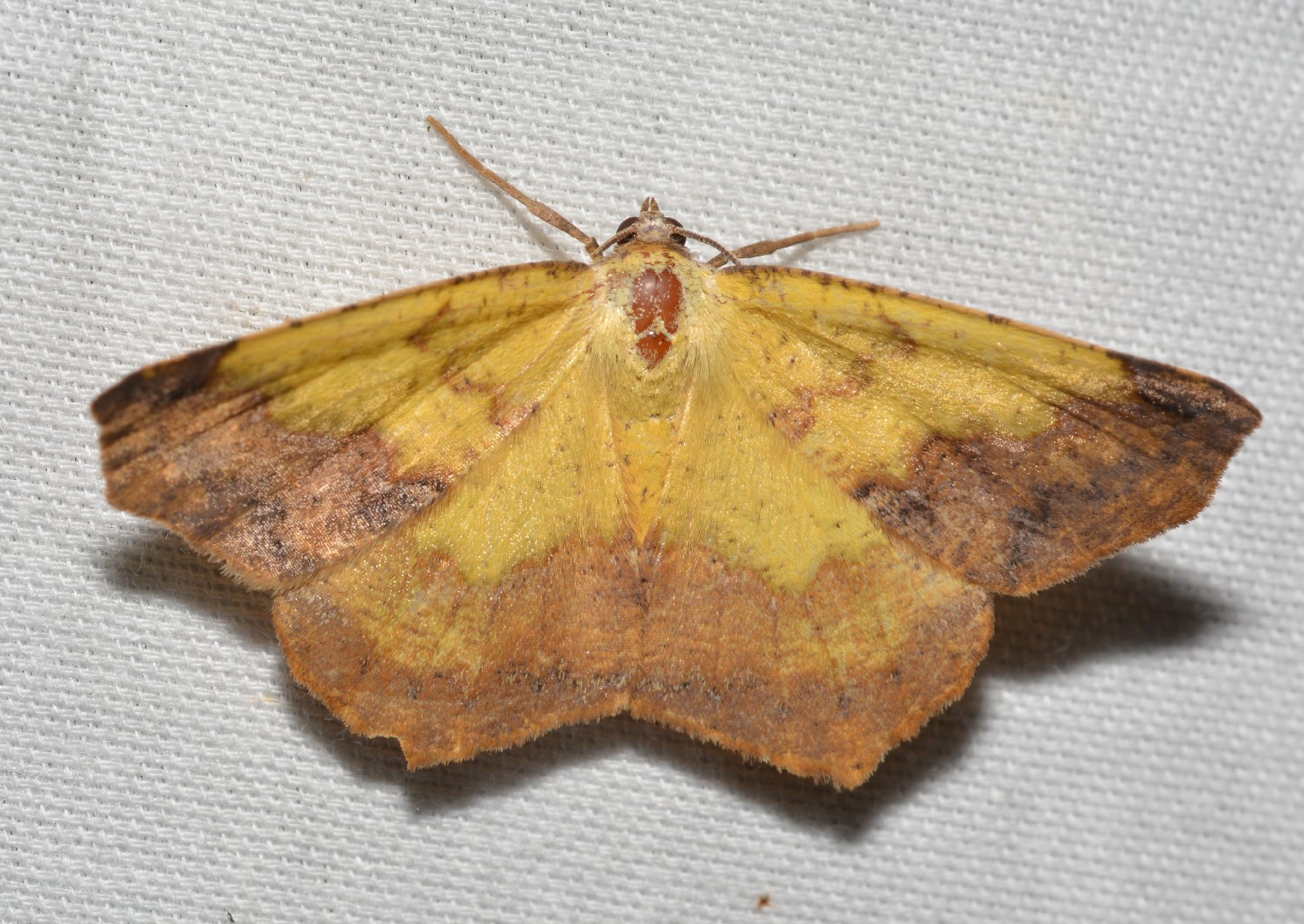 Antepione (Antepione)