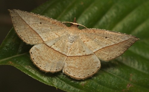 Heteralex (Heteralex)