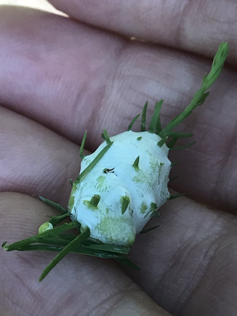 Taxodiomyia (Taxodiomyia)