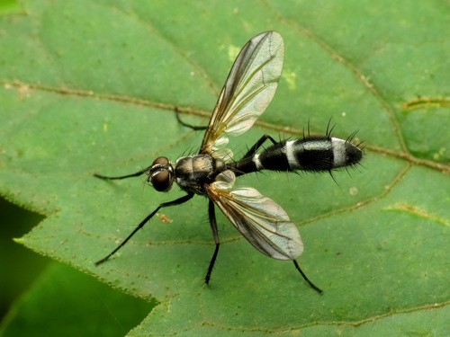 Cordyligaster (Cordyligaster)