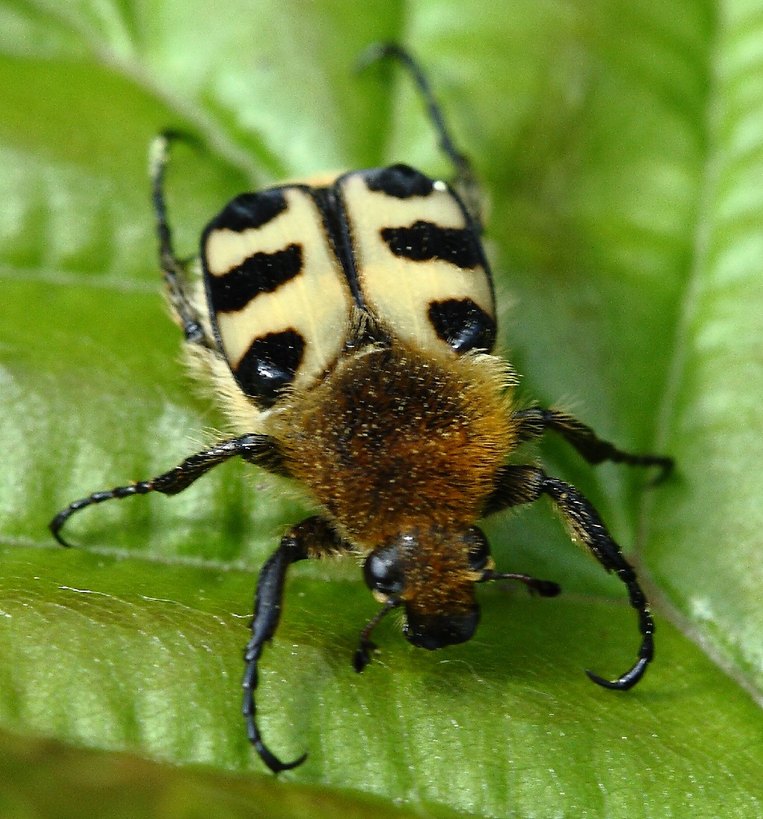 Bee beetles (Trichius)
