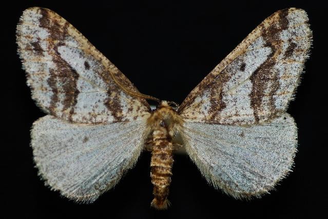 Erannis vancouverensis