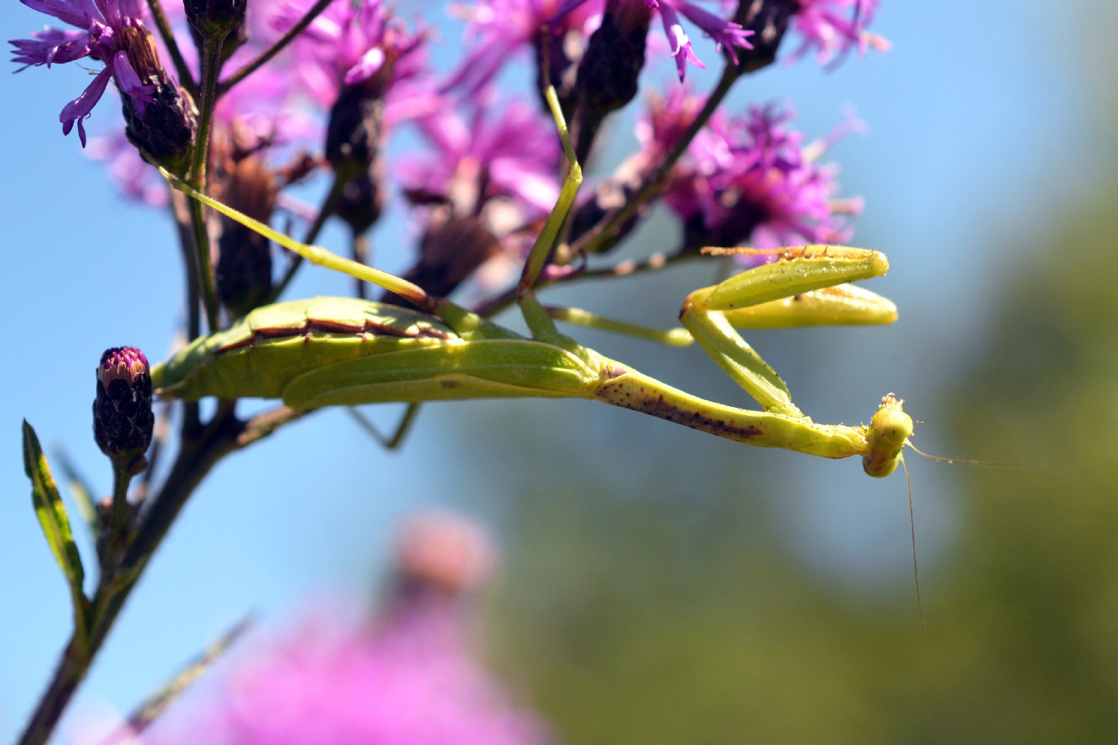 Stagmomantis (Stagmomantis)