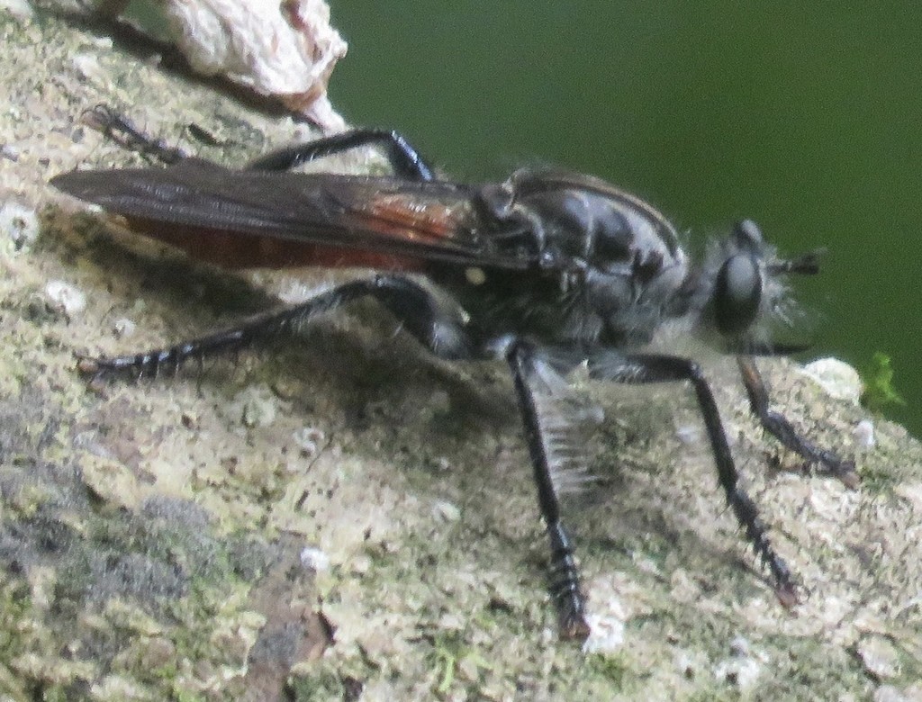 Andrenosoma (Andrenosoma)