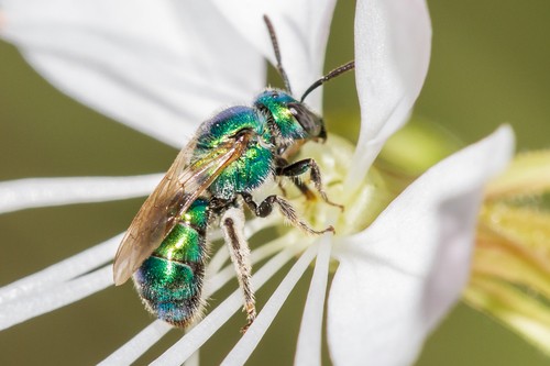 Augochloropsis (Augochloropsis)