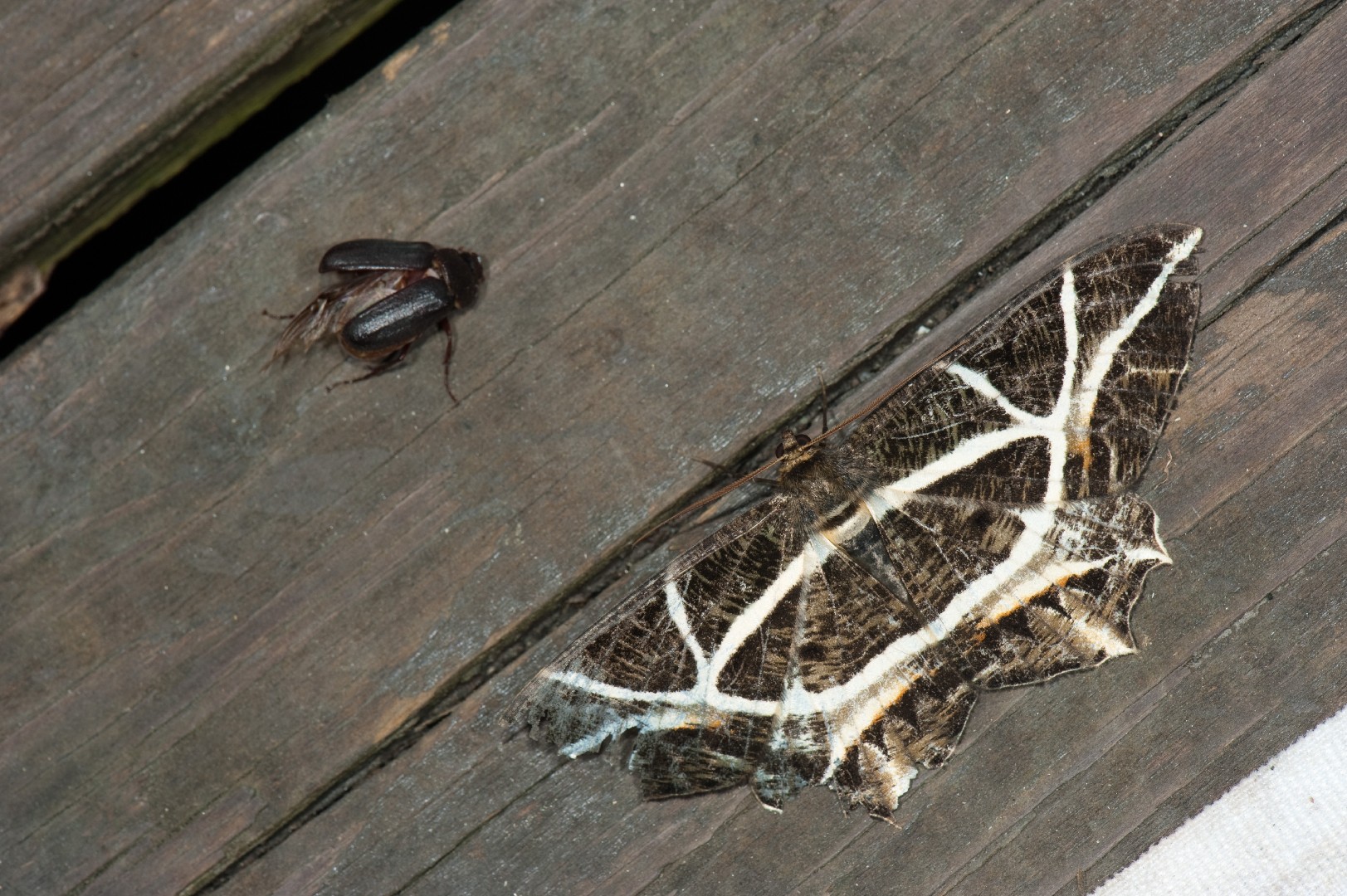 Erebomorpha (Erebomorpha)