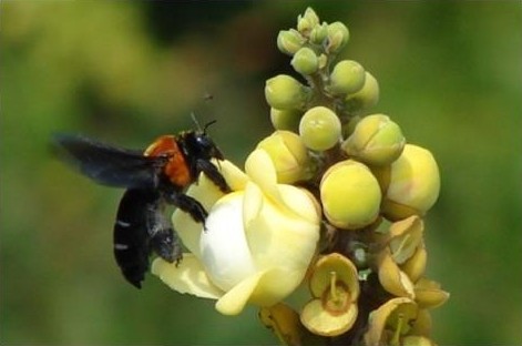 Wikik Centris Centris denudans (Centris denudans) - Picture Insect