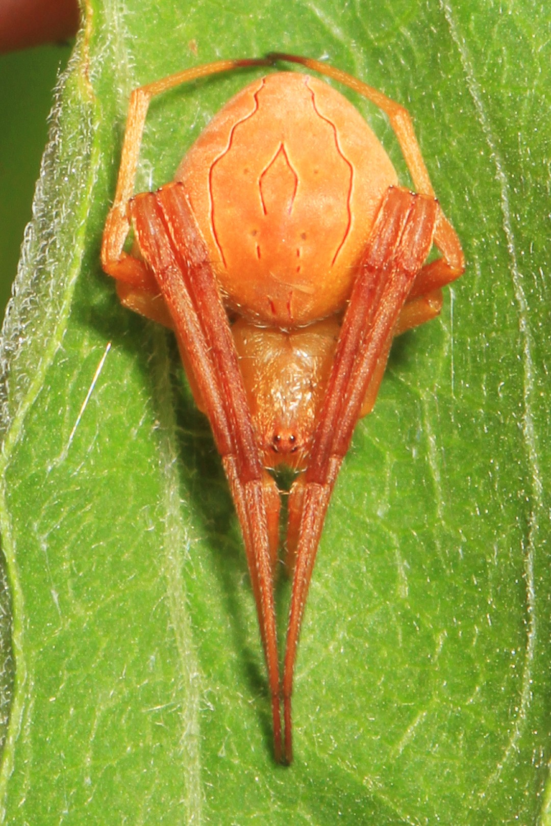 Araneus mitificus (Araneus mitificus) - Picture Insect