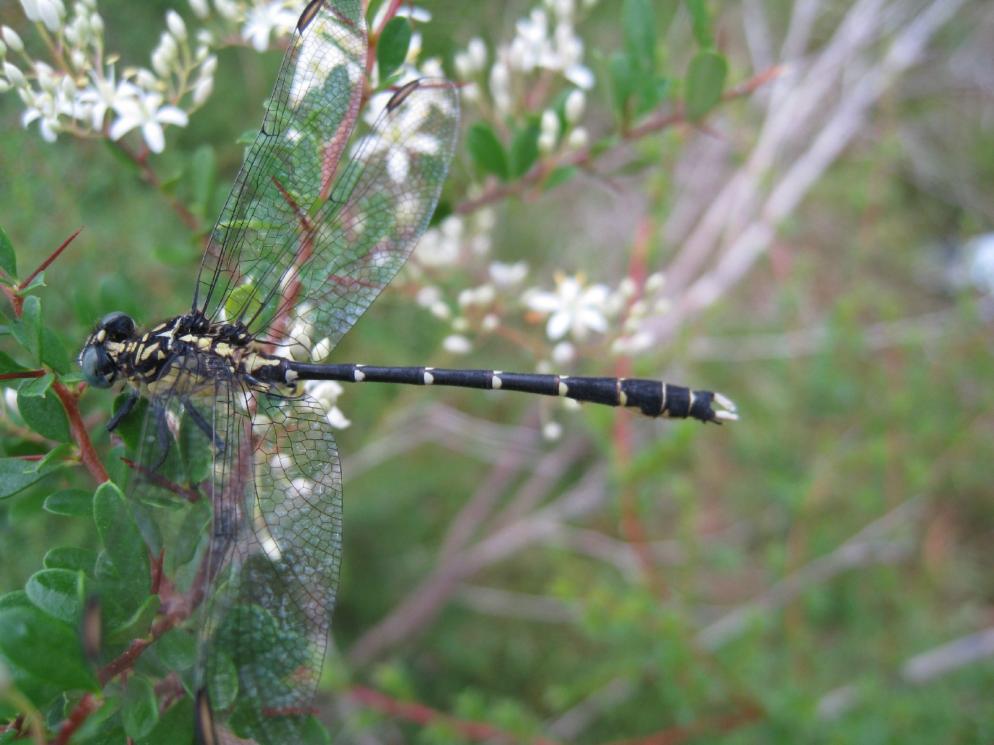 Vicetails (Hemigomphus)