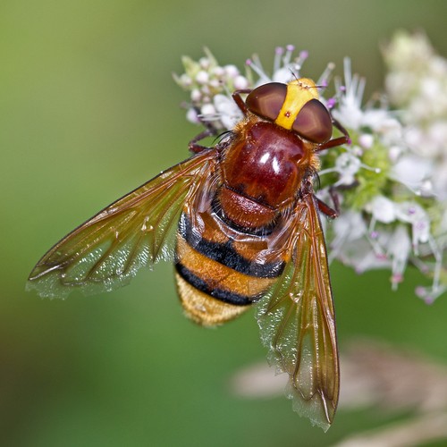 Volucella (Volucella)