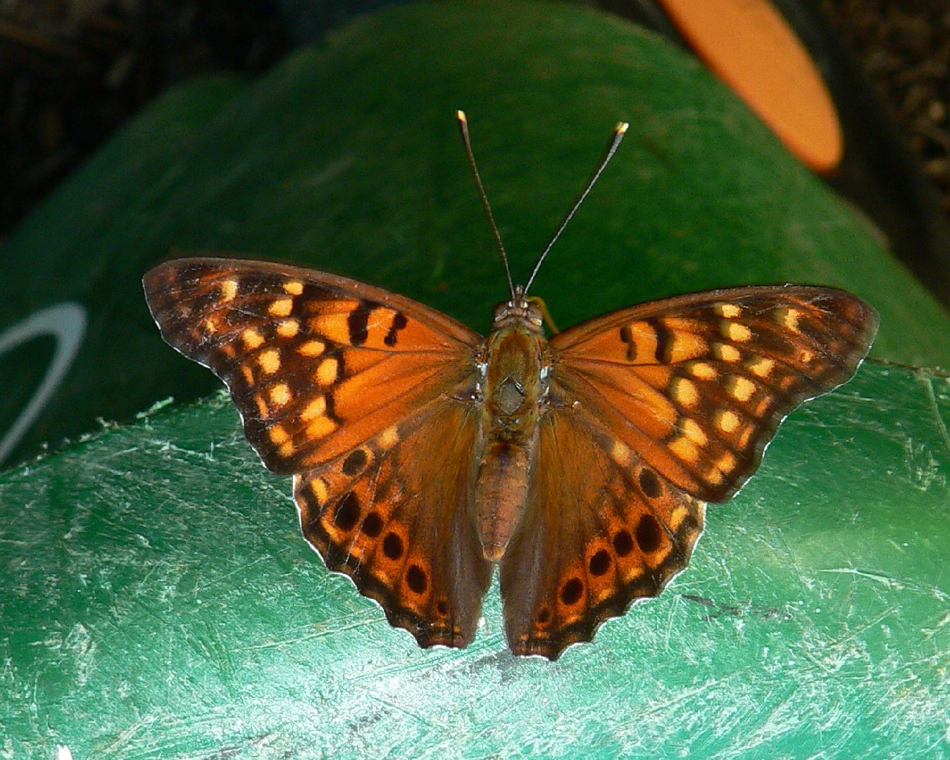 Tawny emperor