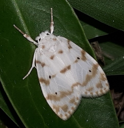 Schistophleps (Schistophleps)