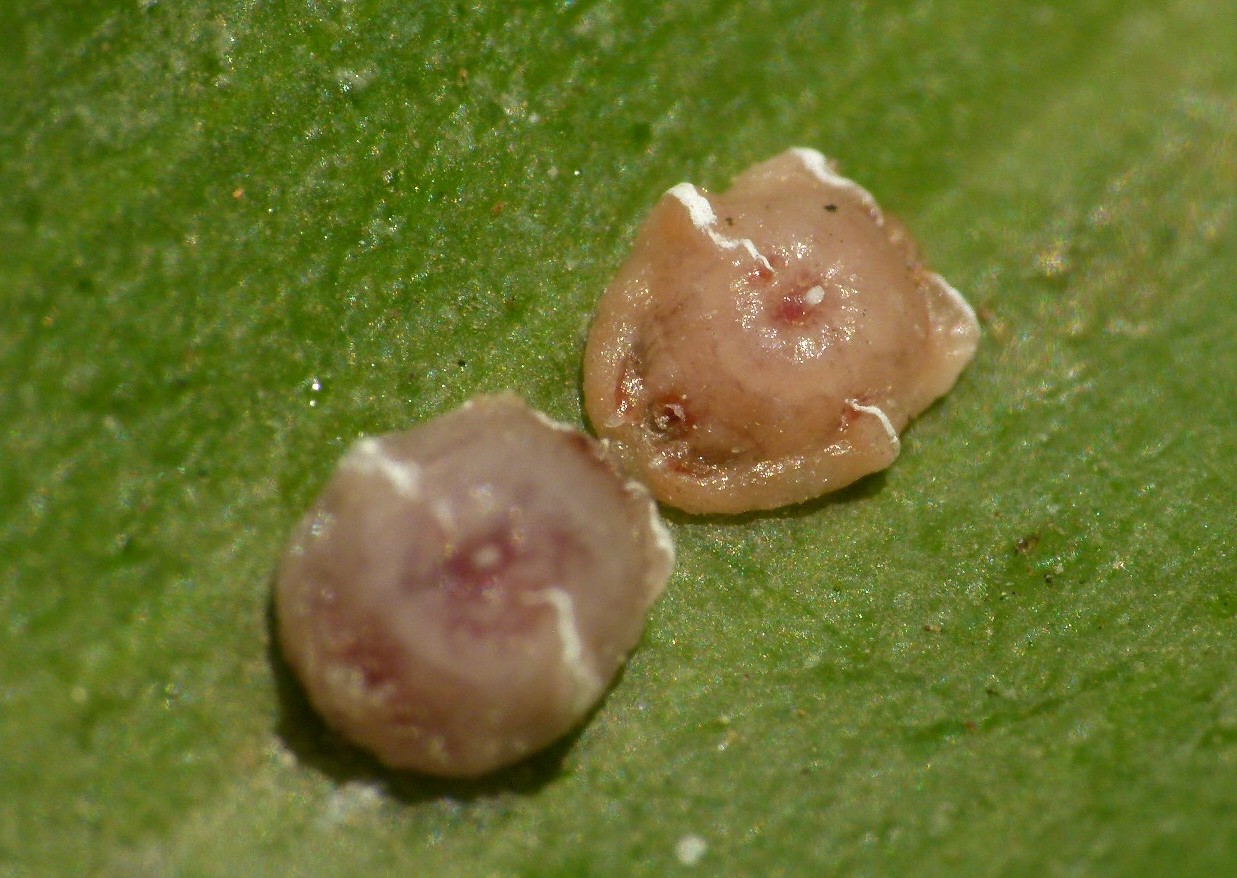 Wax scales (Ceroplastes)