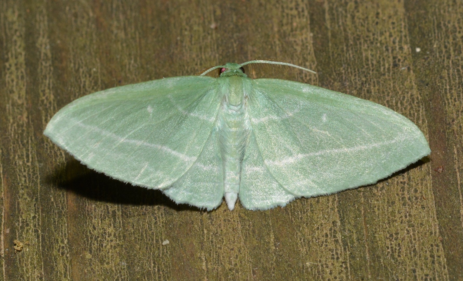 Dyspteris (Dyspteris)