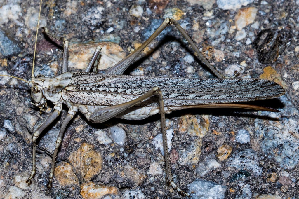 Capnobotes (Capnobotes)