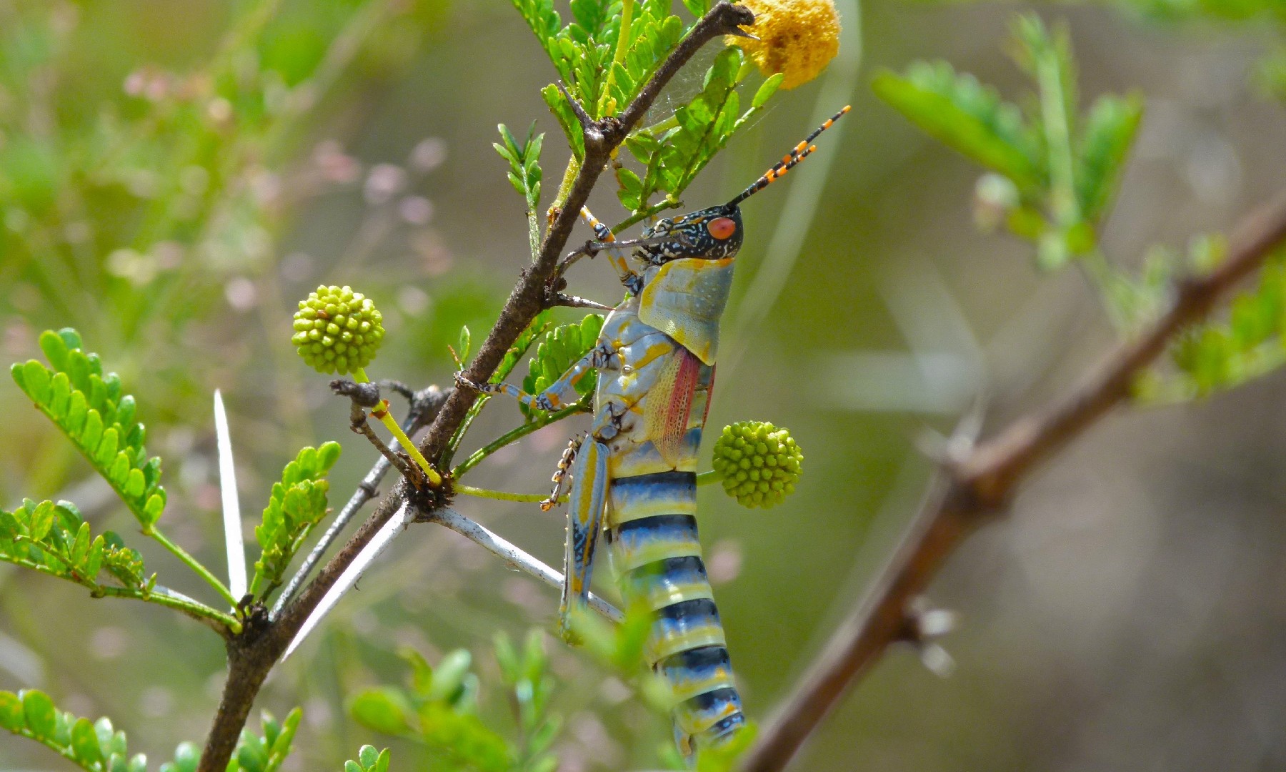 Elegant grasshopper