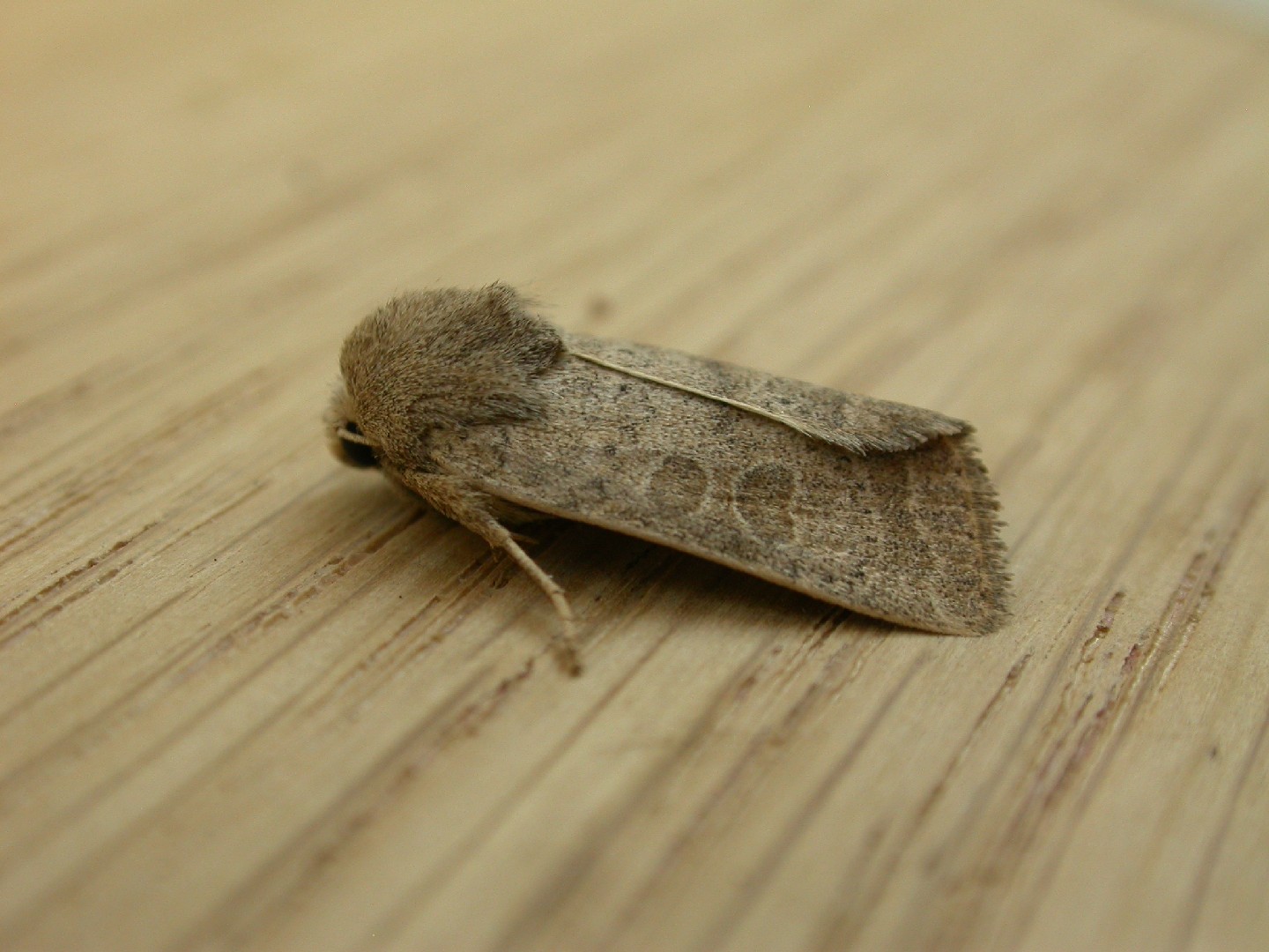 Hoplodrina (Hoplodrina)