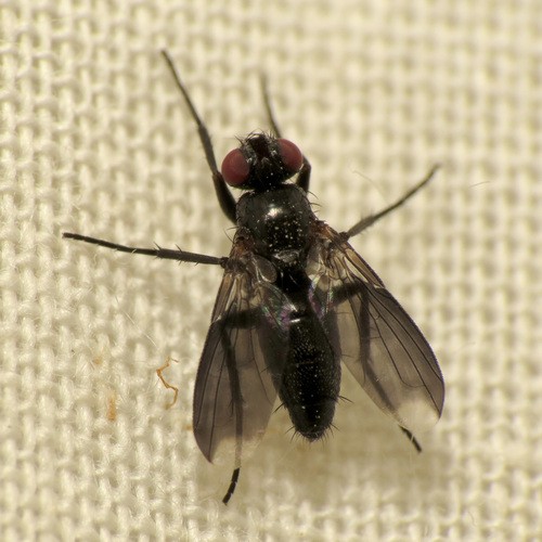 Melanophora (Melanophora)