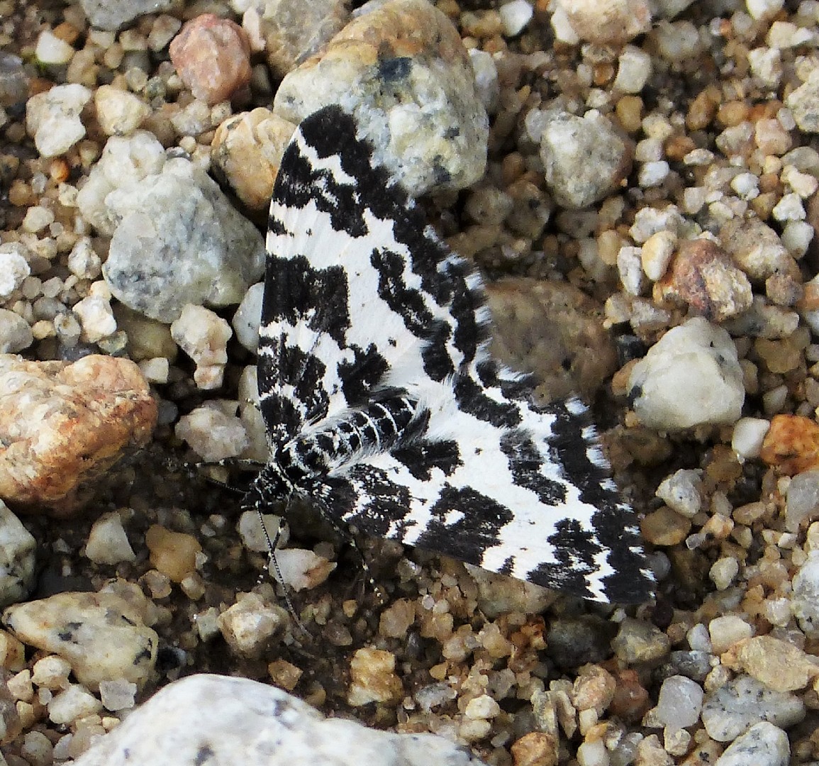 Argent and sable moth