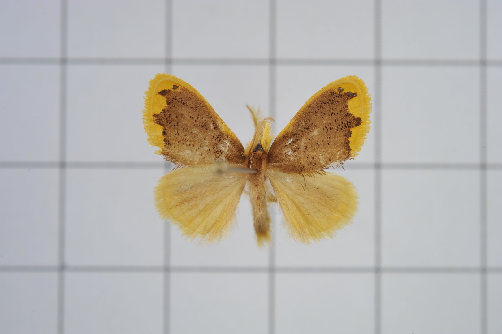 Yellow tail tussock moth