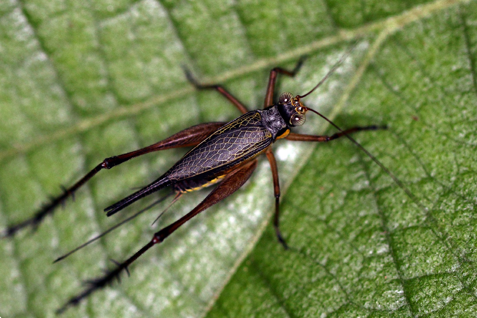 Полевой сверчок (Gryllus campestris) - Picture Insect