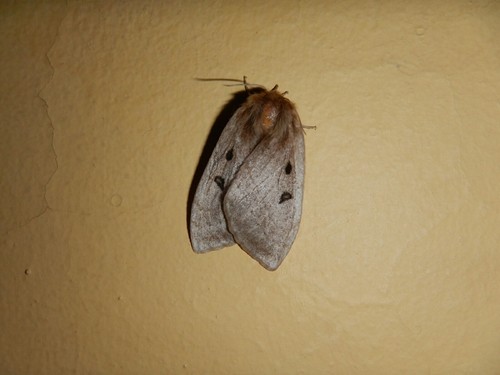 White Cedar Moth  KathyW's WebSite